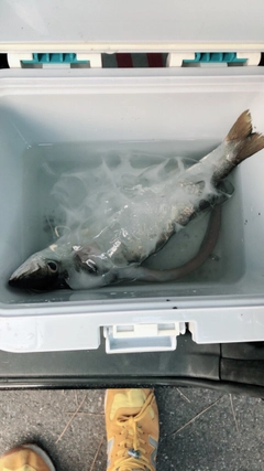 カマスの釣果