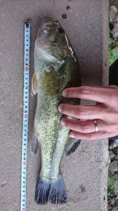 ブラックバスの釣果