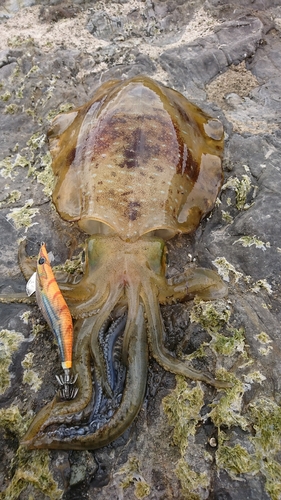 アオリイカの釣果