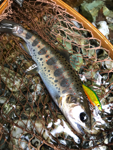 アマゴの釣果