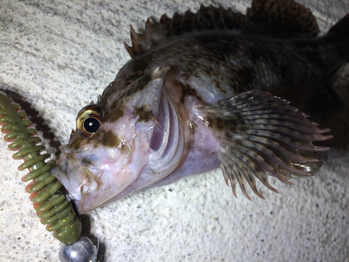 ムラソイの釣果