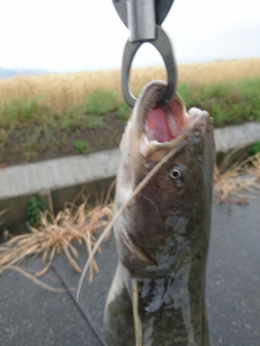 ナマズの釣果