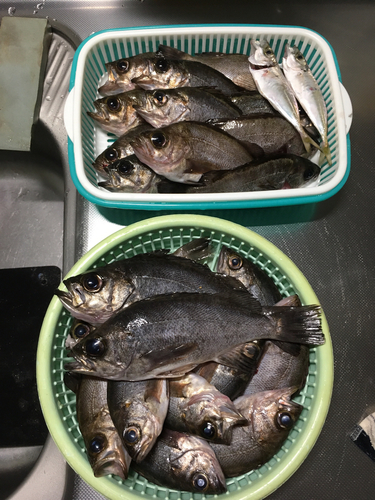 メバルの釣果