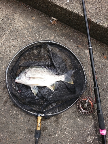 キチヌの釣果