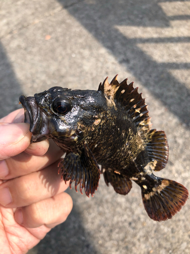 タケノコメバルの釣果