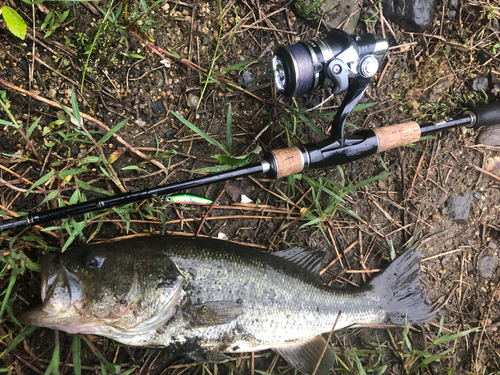 ブラックバスの釣果