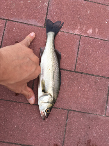 フッコ（マルスズキ）の釣果