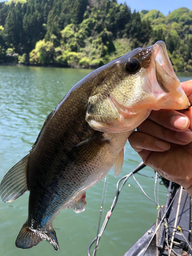 ブラックバスの釣果