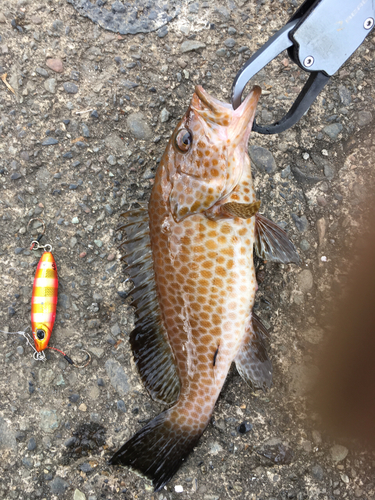 オオモンハタの釣果