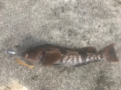 アイナメの釣果
