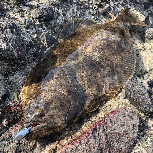 ヒラメの釣果