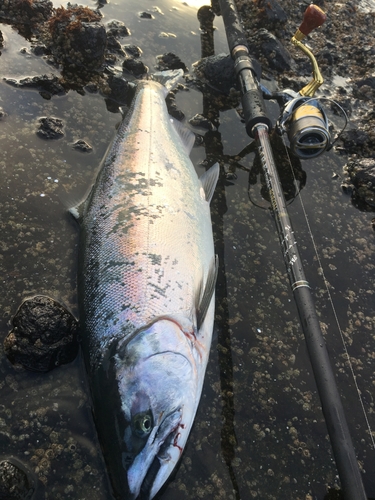 サクラマスの釣果