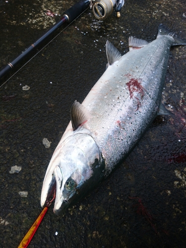 サクラマスの釣果