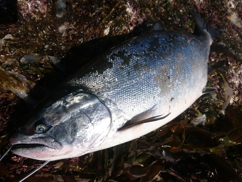 サクラマスの釣果