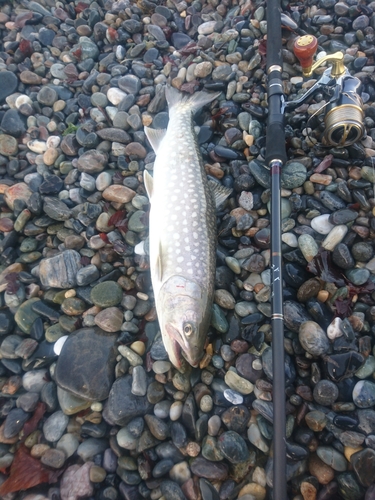 アメマスの釣果