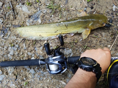 ナマズの釣果