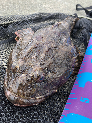 トウベツカジカの釣果