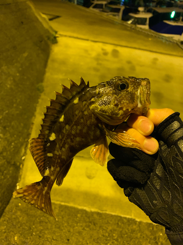 ガシラの釣果