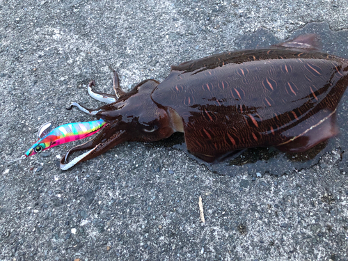 モンゴイカの釣果