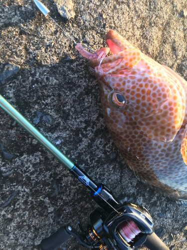 オオモンハタの釣果