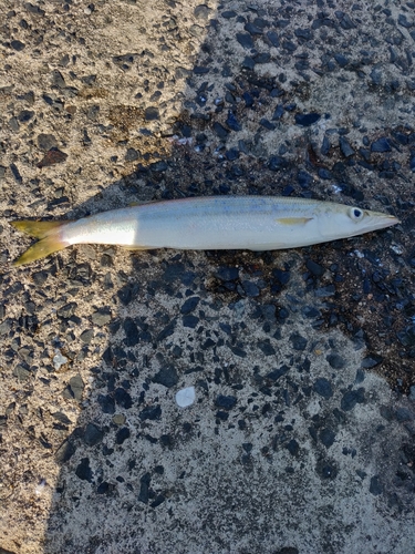 カマスの釣果