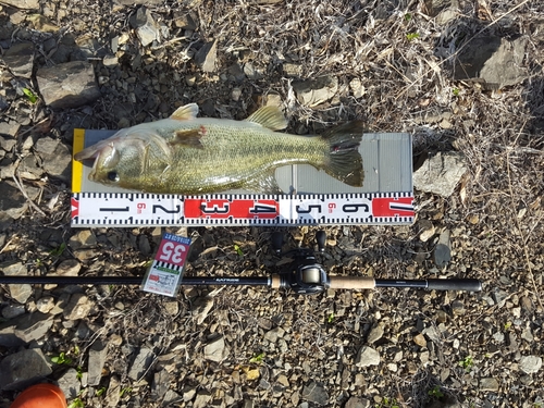 ブラックバスの釣果