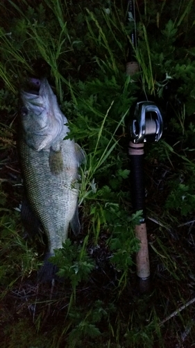 ブラックバスの釣果