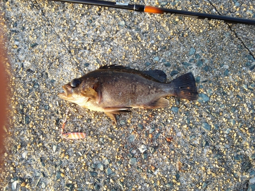 メバルの釣果