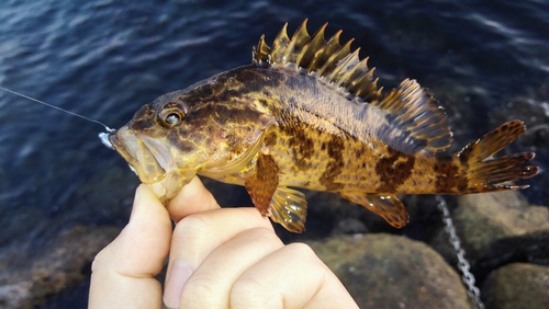 タケノコメバルの釣果