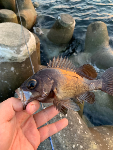 メバルの釣果