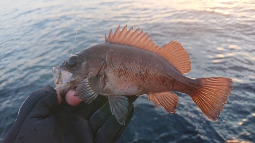 メバルの釣果