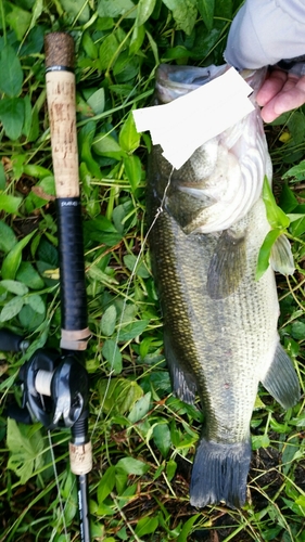 ブラックバスの釣果