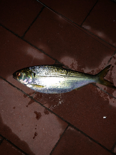 コノシロの釣果