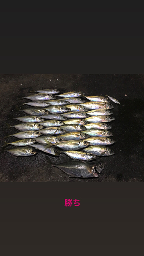 アジの釣果