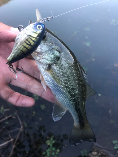 ブラックバスの釣果