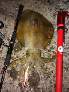 アオリイカの釣果