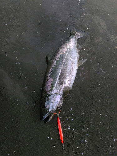 サクラマスの釣果