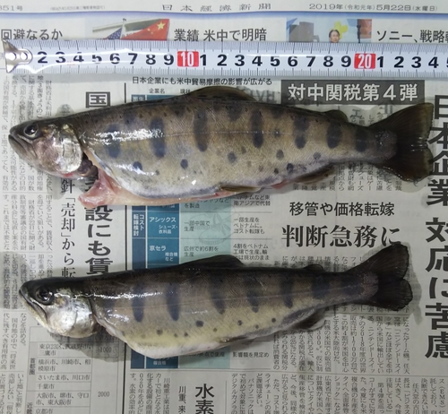 ヤマメの釣果