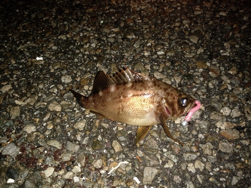 メバルの釣果