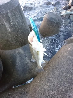 セイゴ（マルスズキ）の釣果