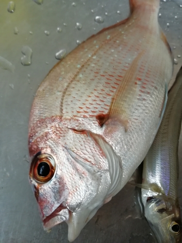 マダイの釣果