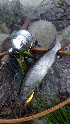 アマゴの釣果