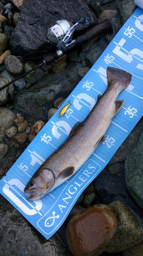 イワナの釣果