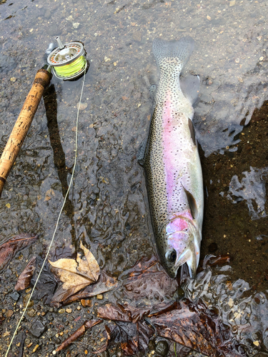 ニジマスの釣果