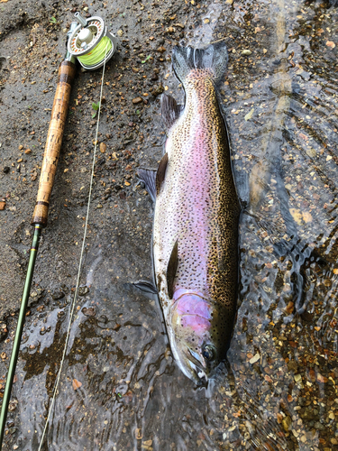 ニジマスの釣果