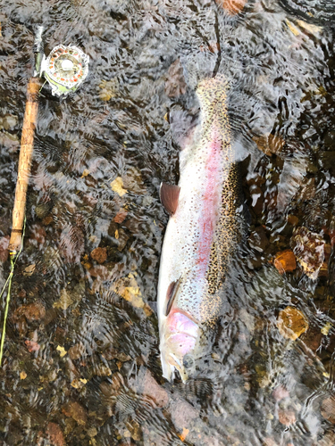 ニジマスの釣果