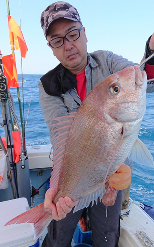 マダイの釣果