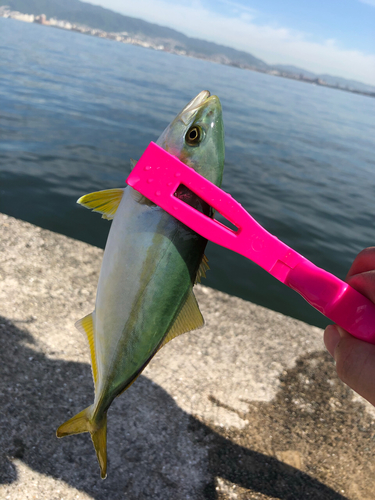 ツバスの釣果