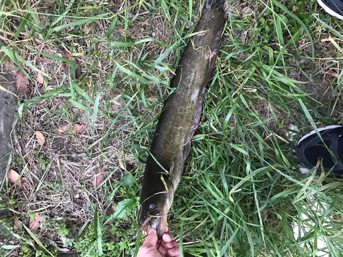 ナマズの釣果