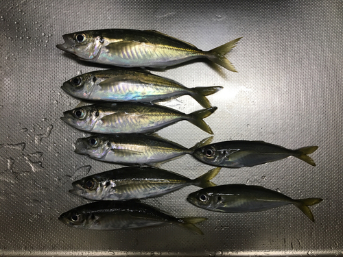 アジの釣果